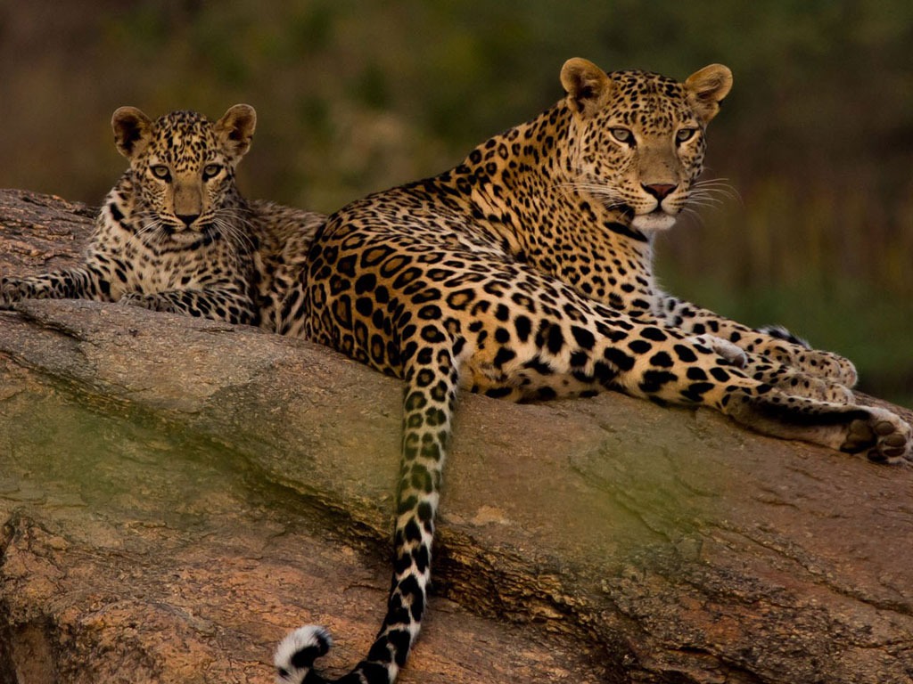 Temple Tour Tamil Nadu